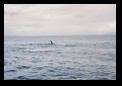 A whale of a tail