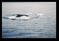 Humpback