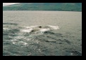 Blowhole!