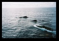 Two backs and a face and blowhole